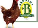 18 tjedana stare jajne hibridne kokoši Jérce Bábolnai Tetra SL mogu se naručiti od 8. lipnja do 17. kolovoza u Kecskemétu