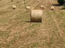 Hay, alfalfa for sale