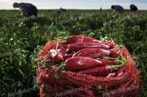 Hot peppers for sale