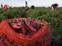 Hot peppers for sale