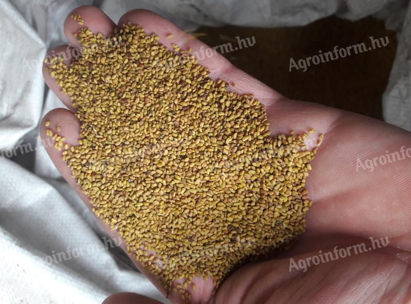 Metal-locked alfalfa and non-grain alfalfa seed for sale