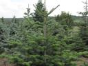 Christmas tree, pine tree for sale in small and large lots