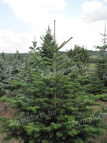 Christmas tree, pine tree for sale in small and large lots