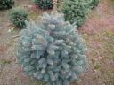 Christmas tree, pine tree for sale in small and large lots