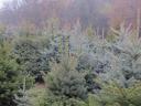 Christmas tree, pine tree for sale in small and large lots