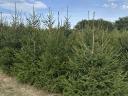 Christmas tree, pine tree for sale in small and large lots