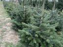 Christmas tree, pine tree for sale in small and large lots