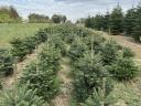 Christmas tree, pine tree for sale in small and large lots