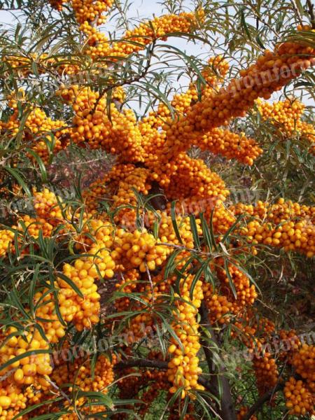 Sea buckthorn seedlings, propagating material, saplings for sale