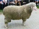 Prodaju se mađarski merino ovnovi s rodovnikom