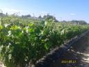 Grapevines for sale