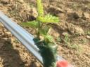 NEW!!! Pressing of grape metal columns by hydraulic vibration