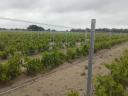 Metal vine post with bordered walls, wire and accessories