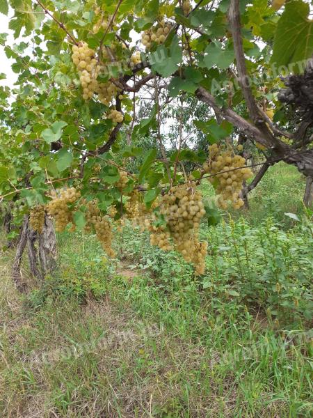 Delicious Irsai Olivér grapes