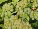 Green Veltelini grapes for sale