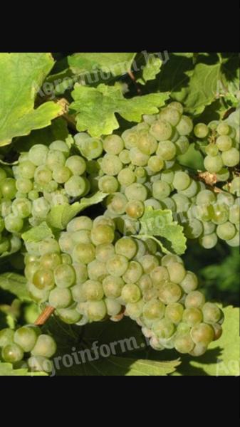 Green Veltelini grapes for sale