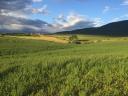 120 rain-free meadow hay round bales - last 30 in 2025