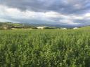 120 rain-free meadow hay round bales - last 30 in 2025