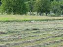 120 hay round bales - last 30 in 2025