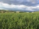120 hay round bales - last 30 in 2025