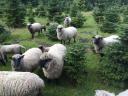 Live mower, Shropshire purebred lambs for sale