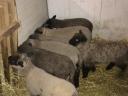 Élő fűnyíró,  Shropshire fajtatiszta bárányok eladók