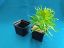 Planter, planting bowl also for sale in larger quantities