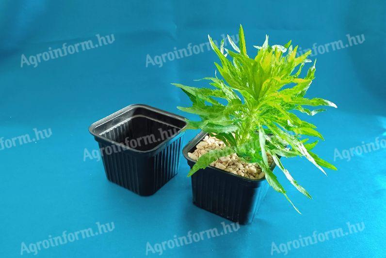 Planter, planting bowl also for sale in larger quantities
