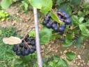 Fekete Berkenye - aronia melanocarpa (cefrènek, lekvárnak, cukorbetegeknek)