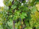 Early harvest Merlot for rosé