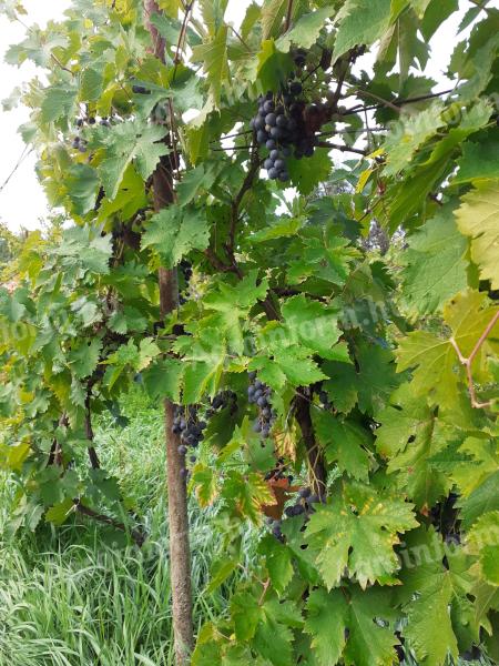 Early harvest Merlot for rosé