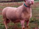 Blanc du Massif Central (BMC) pedigree rams for sale