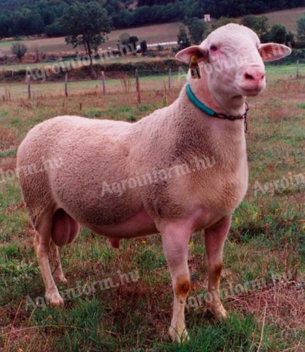 Blanc du Massif Central (BMC) pedigree rams for sale