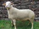 Blanc du Massif Central (BMC) pedigree rams for sale