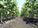 Walnut graft for sale from producer, autumn 2025, spring 2026