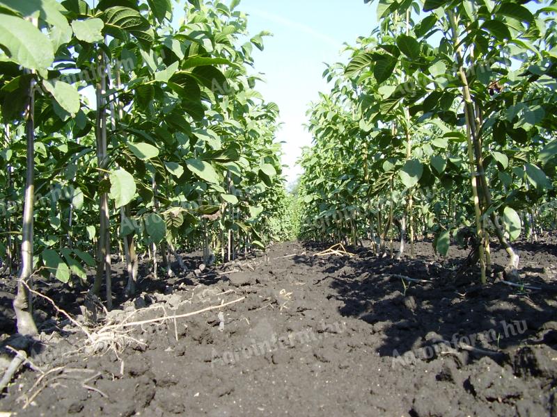 Walnut graft for sale from producer, autumn 2025, spring 2026
