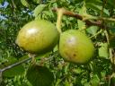 Walnut graft for sale from producer, autumn 2025, spring 2026