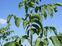 Walnut graft for sale from producer, autumn 2025, spring 2026