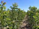 Walnut graft for sale from producer, autumn 2025, spring 2026