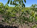 Walnut graft for sale from producer, autumn 2025, spring 2026