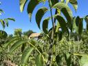 Walnut graft for sale from producer, autumn 2025, spring 2026