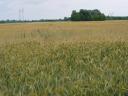 Triticale Fredro IV stopień, Dimension III stopień na sprzedaż