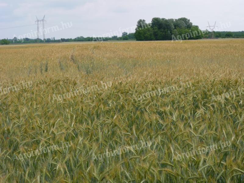 Triticale Fredro IV. stupeň, Rozmer III. stupňa na predaj