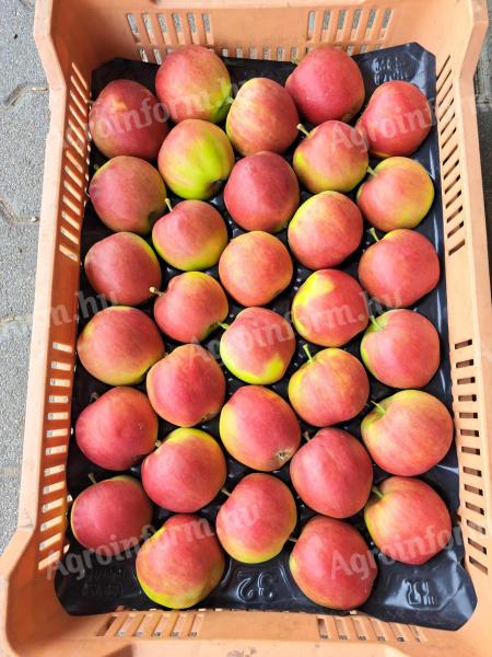 65-70 mm eating gala apples for sale