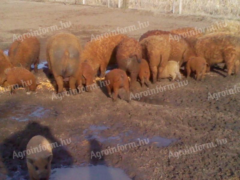 Mangalica és Durok hus hizok eladók