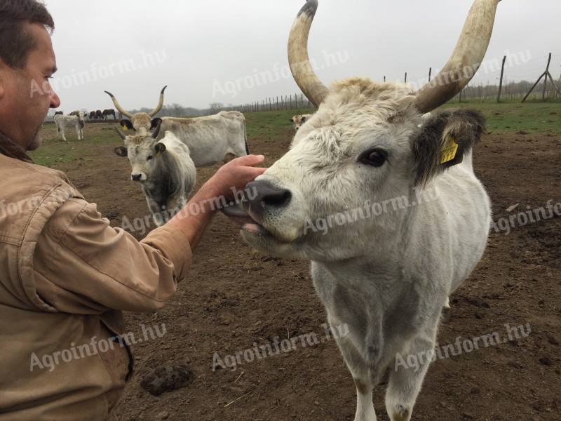 Szürke marha növendék bika 350-400 kg eladó