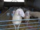 German Meat Merino and Landschaf Merino pedigree rams and breeding boars