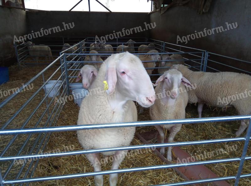 German Meat Merino and Landschaf Merino pedigree rams and breeding boars