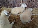 German Meat Merino and Landschaf Merino pedigree rams and breeding boars