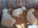 German Meat Merino and Landschaf Merino pedigree rams and breeding boars